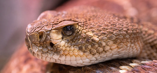How to Treat a Venomous Snake Bite